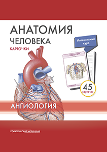 Анатомия человека: КАРТОЧКИ (45шт). Ангиология.