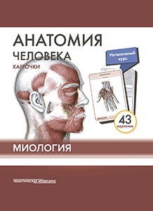 Анатомия человека: КАРТОЧКИ (43шт). Миология.