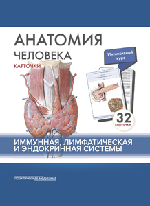 Анатомия человека: КАРТОЧКИ (32шт). Имунная, лимфатическая и эндокринная системы