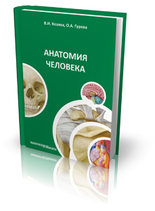 Анатомия человека. 4-е издание, дополненное и переработанное. ГРИФ ФИРО